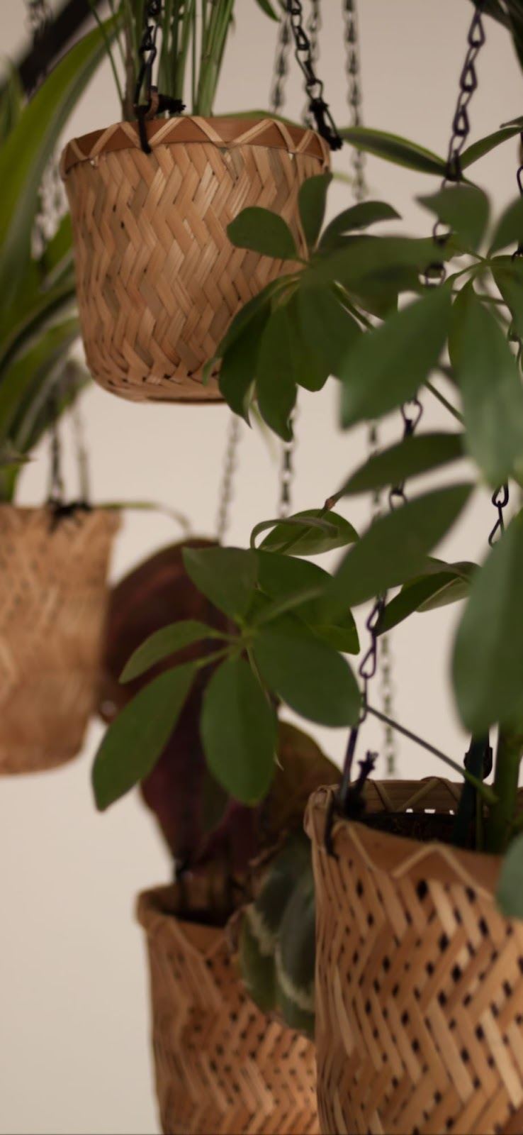 Paniers de bambou tressé suspendus, avec leurs plantes, dans le salon